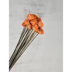 Black Daisy Seco Marron Claro 35cm (20 tallos)
