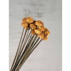 Black Daisy Seco Amarillo 35cm (20 tallos)