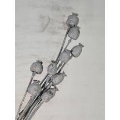 Papaver Seco Gris 50cm 70g