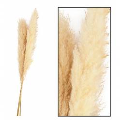 Plumas Pampa Jaxx Nature Seco Crema 100-115cm (3 Tallos)