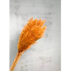 Plumas Reed Long Kyan Seco Otoal 75cm 70g