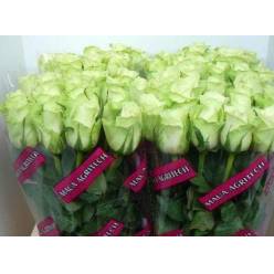 Rosa Hol. Noelle 60cm Bl/Vd