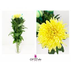 Uniflor Hol. Magnum Amarillo 70cm 70gr