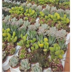 P. Succulenta Nac. Mixta 5.5/10cm "CC20"