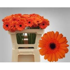 Gerbera Mini Hol. Bueno Na "T20"