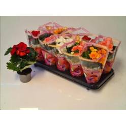 P. Begonia Du Mixta 9/25cm "CC10"