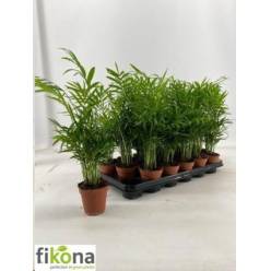 P. Chamaedorea Elegans "Caja" 9/42cm (Precio x18 uds.)