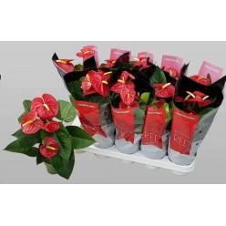P. Anthurium An Royal Champion 12/45cm x10 +5flores