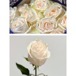 Rosa Ecu. Weeding Spirit 60cm