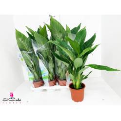 P. Spathyfilium Bingo Cupido 17/80cm x6 5+Flores