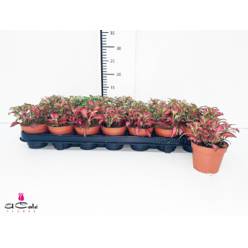 P. Fitt Mixto 7 Kl 8.5/12cm "CC21"