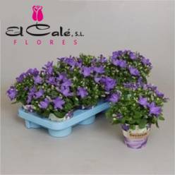 P. Campanula Port Porto 11/20cm "CC8"