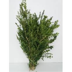 Boj Italia "Buxus" 60cm 200gr