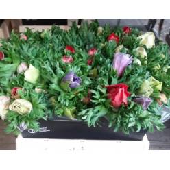 Anemona Hol. Coronaria Carmel Mixta 35cm
