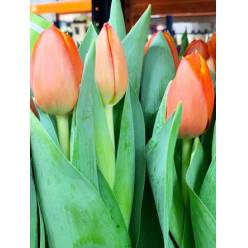 Tulipan Hol. Time Out 35cm Nar.