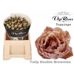 Tulipan Hol. Tint. Doble Brownies 40cm 'T50'