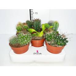 P. Cactus Nac. Mixto 8.5/15cm "CC8"