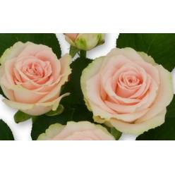 Rosa Hol. Doris Day 60cm