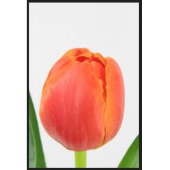 Tulipan Hol. Doble Icoon 40cm Nar.