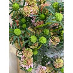 Scabiosa Nac. Rosa 65cm