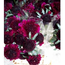 Scabiosa Nac. Granate 65cm