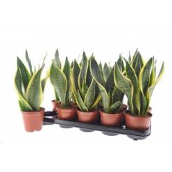 P. Sanseviera Futura Superb 12/40cm x10