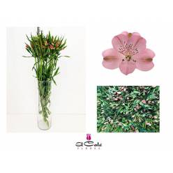 Alstroemeria Nac. Rosa 80cm