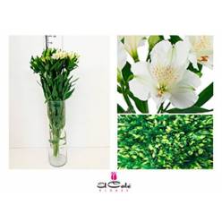 Alstroemeria Nac. Blanca 80cm