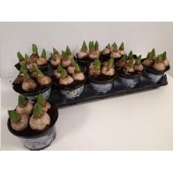 P. Jacintos White Pearl 3-Flores 12/15cm "CC10"