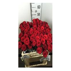 Rosa Hol. Red Naomi 50cm B1