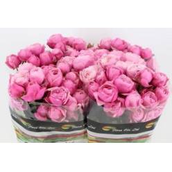 Ramificada Silva Pink+ 40cm