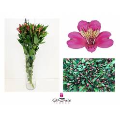 Alstroemeria Nac. Fucsia 80cm