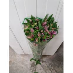 Alstroemeria Nac. Malva 80cm