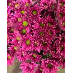 Margarita Nac. Vespa 75gr Fr.