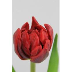 Tulipan Hol. Doble Red Princess  40cm