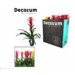 P. Guzmania Mixta XXL 13/65cm x10 -Decorum-