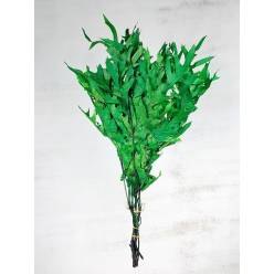 Roble Preservado Verde 50cm