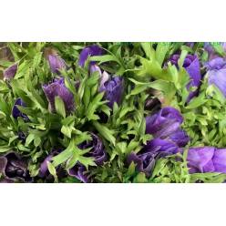 Anemona Italia Mistral Azul 45cm