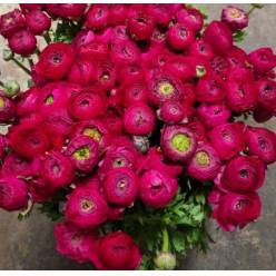 Ranunculos Italia Elegance Fucsia 45cm