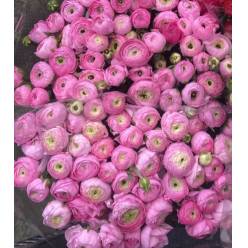 Ranunculos Italia Elegance Rosa 45cm