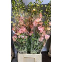 Delphinium Nac. Salmon 80cm