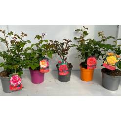 P. Rosal Nac. Grandiflora 17/50cm x6