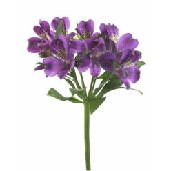 Alstroemeria Nac. Morada 80cm