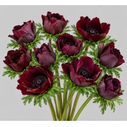 Anemona Italia Mistral Granate 45cm "Extra"