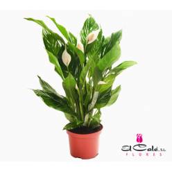 P. Spathyfilium Sweet Lauretta 24/105cm 3-Flores x3