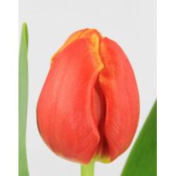 Tulipan Hol. Esta Bonita 40cm Narj.