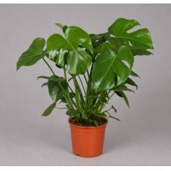 P. Monstera Deliciosa 21/70cm