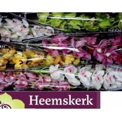 Cymbidium Mixta 80cm " Heemskerk "