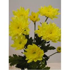 Margarita Nac. Altair 75gr Am.