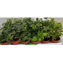 P. Hedera He Gem 3 Variedades 8.5/15cm "CC21"